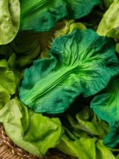 Jouet De Dentition Kendall La Feuille De Chou - OLI & CAROL Vert - Oli Et Carol -Périphériques Pour Enfants jouet de dentition kendall la feuille de chou oli carol 4